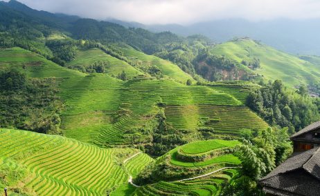 Campos de arroz en China.