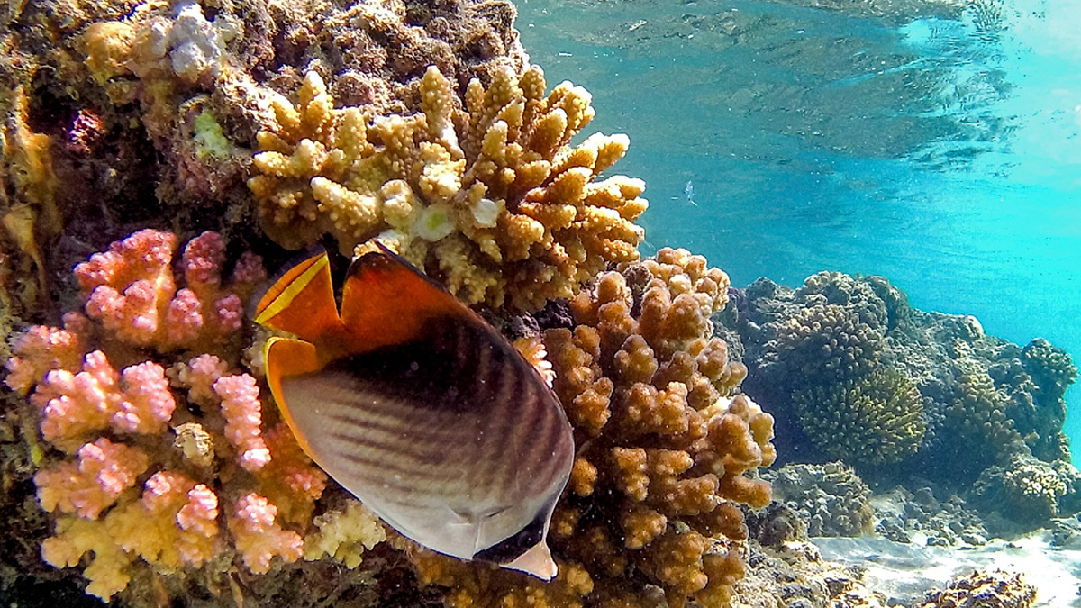 El capital privado ve en la crisis del coral una oportunidad de inversión