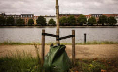 Árbol recientemente plantado.