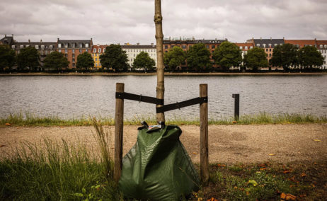 Árbol recientemente plantado.