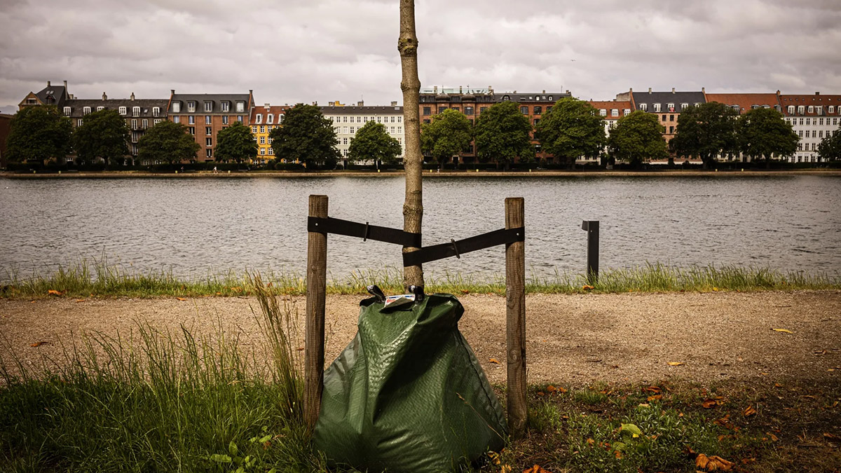 Árbol recientemente plantado.