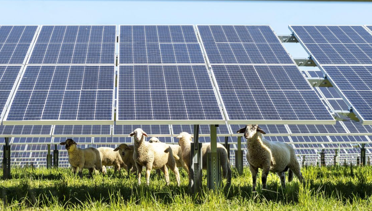 UNEF destaca que la fotovoltaica puede permitir “atraer nuevas industrias al país” thumbnail